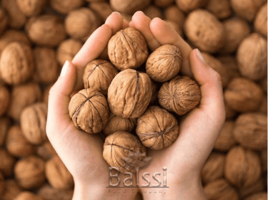 عکس گردو | بالسی