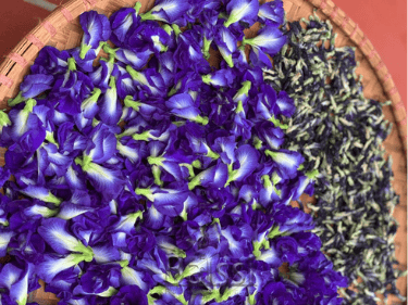 گل گاو زبان تازه | بالسی