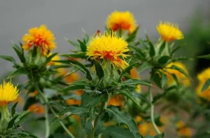 بذر گیاه گلرنگ