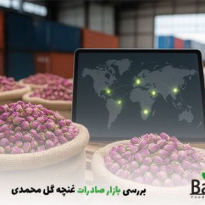 بررسی بازار صادرات غنچه گل محمدی |بالسی