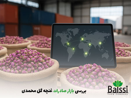 بررسی بازار صادرات غنچه گل محمدی |بالسی